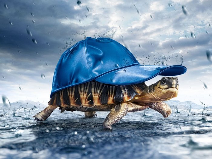 A turtle wearing a blue baseball cap in the rain — the old profile picture